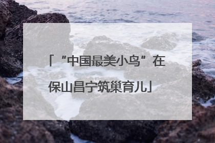 “中国最美小鸟”在保山昌宁筑巢育儿