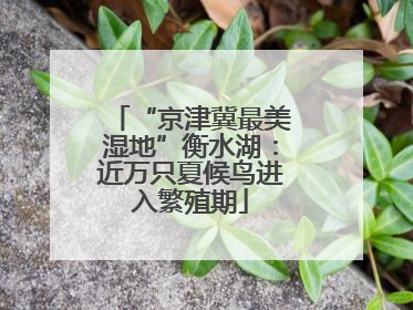 “京津冀最美湿地”衡水湖：近万只夏候鸟进入繁殖期