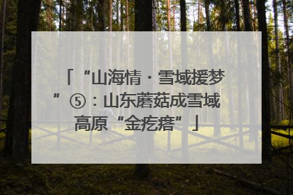 “山海情・雪域援梦”⑤：山东蘑菇成雪域高原“金疙瘩”