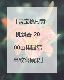 灵宝桃村黄桃飘香 2000亩果园结出致富硕果