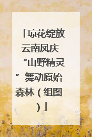 琼花绽放 云南凤庆“山野精灵”舞动原始森林（组图）