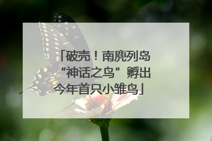 破壳！南麂列岛“神话之鸟”孵出今年首只小雏鸟