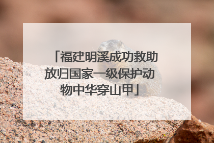 福建明溪成功救助放归国家一级保护动物中华穿山甲