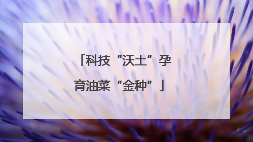 科技“沃土”孕育油菜“金种”