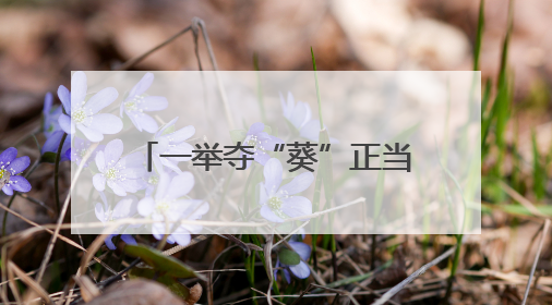 一举夺“葵”正当时——有一种叫云南的生活之365天