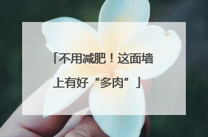 不用减肥！这面墙上有好“多肉”