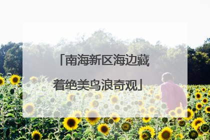 南海新区海边藏着绝美鸟浪奇观