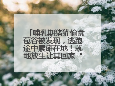 哺乳期猪獾偷食苞谷被发现，逃跑途中累瘫在地！就地放生让其回家“奶孩子”