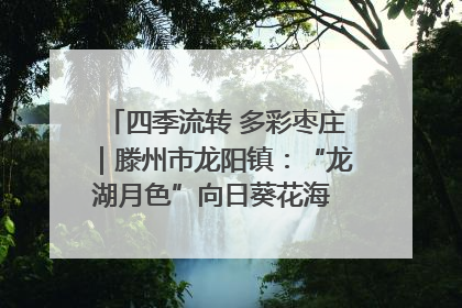 四季流转 多彩枣庄｜滕州市龙阳镇：“龙湖月色”向日葵花海 绘就乡村振兴新画卷