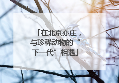 在北京亦庄，与珍稀动物的“下一代”相遇