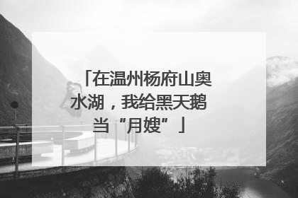 在温州杨府山奥水湖，我给黑天鹅当“月嫂”