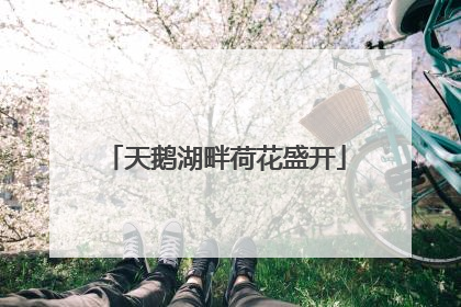 天鹅湖畔荷花盛开