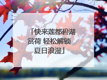 快来莲都碧湖赏荷 轻松解锁夏日浪漫