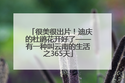很美很出片！迪庆的杜鹃花开好了——有一种叫云南的生活之365天