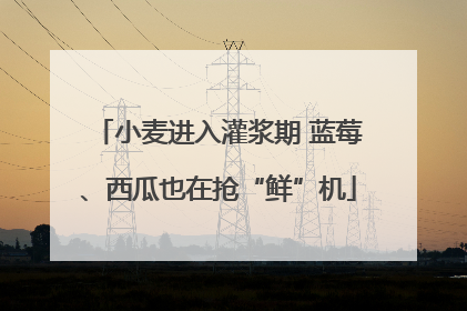 小麦进入灌浆期 蓝莓、西瓜也在抢“鲜”机