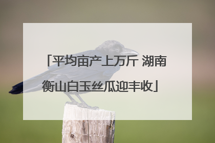 平均亩产上万斤 湖南衡山白玉丝瓜迎丰收