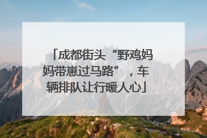 成都街头“野鸡妈妈带崽过马路”，车辆排队让行暖人心