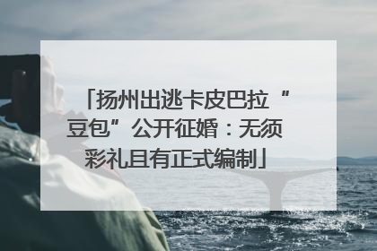 扬州出逃卡皮巴拉“豆包”公开征婚：无须彩礼且有正式编制