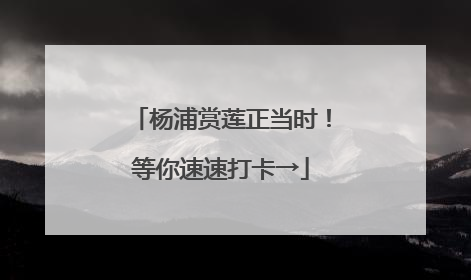 杨浦赏莲正当时！等你速速打卡→