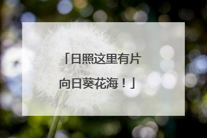 日照这里有片向日葵花海！
