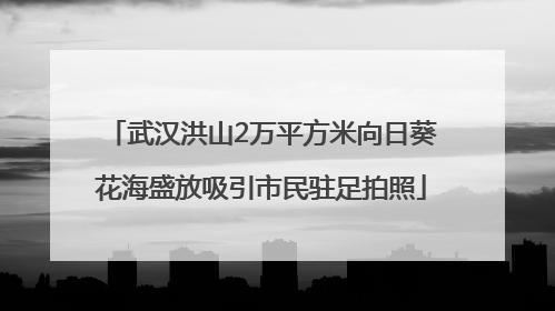 武汉洪山2万平方米向日葵花海盛放吸引市民驻足拍照