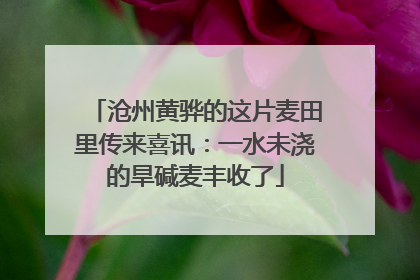 沧州黄骅的这片麦田里传来喜讯：一水未浇的旱碱麦丰收了
