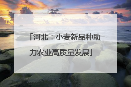 河北：小麦新品种助力农业高质量发展