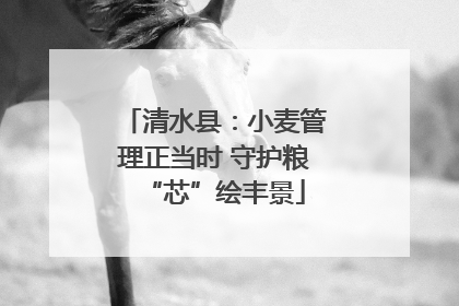 清水县：小麦管理正当时 守护粮“芯”绘丰景