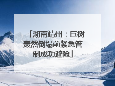 湖南靖州：巨树轰然倒塌前紧急管制成功避险