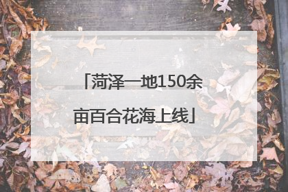 菏泽一地150余亩百合花海上线