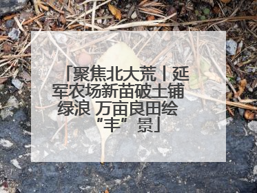 聚焦北大荒丨延军农场新苗破土铺绿浪 万亩良田绘“丰”景