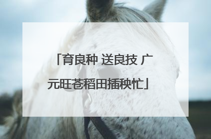 育良种 送良技 广元旺苍稻田插秧忙