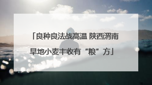 良种良法战高温 陕西渭南旱地小麦丰收有“粮”方
