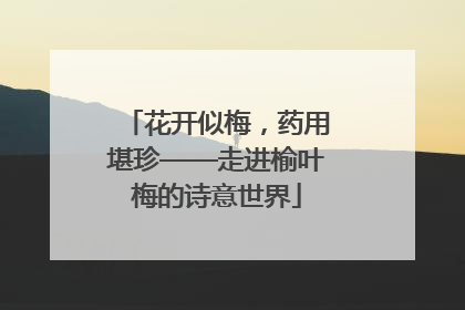 花开似梅，药用堪珍——走进榆叶梅的诗意世界