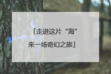 走进这片“海”来一场奇幻之旅