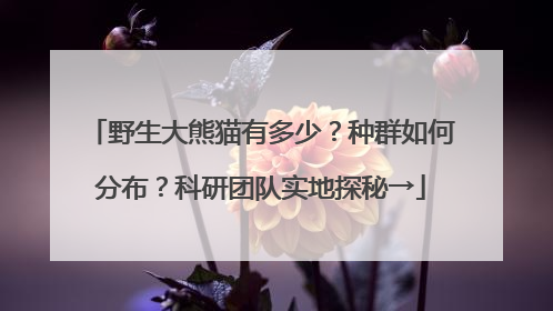 野生大熊猫有多少？种群如何分布？科研团队实地探秘→