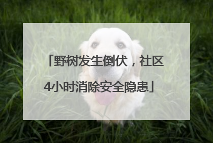 野树发生倒伏，社区4小时消除安全隐患