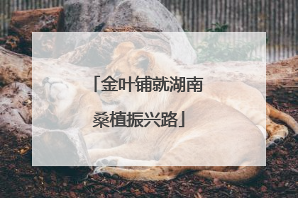 金叶铺就湖南桑植振兴路