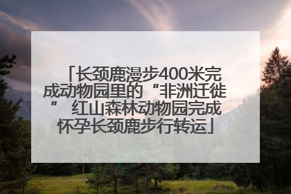长颈鹿漫步400米完成动物园里的“非洲迁徙” 红山森林动物园完成怀孕长颈鹿步行转运