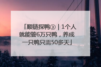 顺链探鸭③｜1个人就能管6万只鸭，养成一只鸭只需50多天