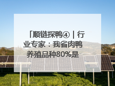 顺链探鸭④｜行业专家：我省肉鸭养殖品种80%是樱桃谷鸭