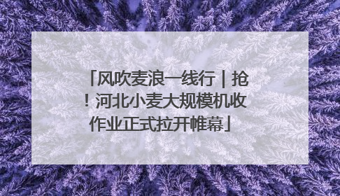 风吹麦浪一线行｜抢！河北小麦大规模机收作业正式拉开帷幕