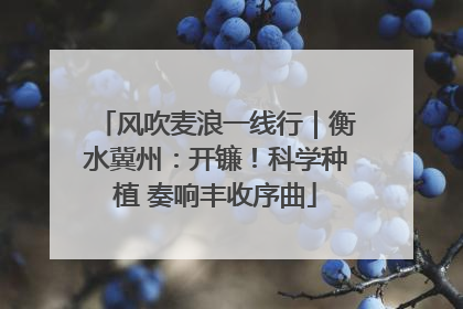 风吹麦浪一线行｜衡水冀州：开镰！科学种植 奏响丰收序曲