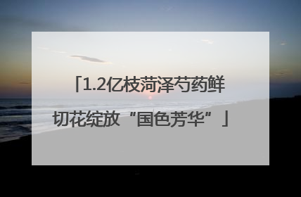 1.2亿枝菏泽芍药鲜切花绽放“国色芳华”