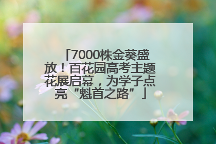 7000株金葵盛放！百花园高考主题花展启幕，为学子点亮“魁首之路”
